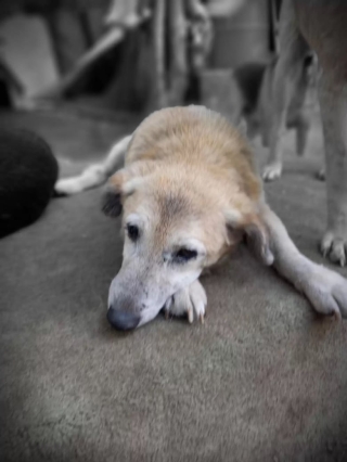 Illustration de l'article : Après 11 ans d'attente au refuge, ce chien de 16 ans trouve enfin une famille aimante