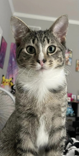Illustration de l'article : Alors qu’elle pensait ne pas apprécier les chats, une femme est séduite par un chaton abandonné à qui elle apporte son aide