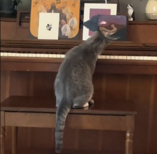 Illustration de l'article : Ce chat prodige joue du piano et rendrait jaloux Berlioz des Aristochats (vidéo)