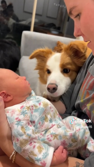 Illustration de l'article : Un Border Collie touche en plein cœur ses parents lors de la première rencontre avec le nouveau bébé de la famille (vidéo)