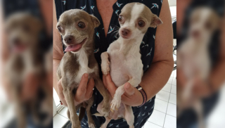 Illustration de l'article : Avant de quitter leur domicile pour partir en vacances, des propriétaires abandonnent leurs 2 Chihuahuas devant leur immeuble