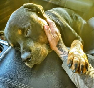 Illustration de l'article : 14 photos de chats et de chiens qui reflètent leur amour inconditionnel pour leurs maîtres