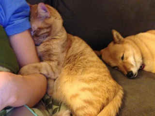 Illustration de l'article : 14 photos de chats et de chiens qui reflètent leur amour inconditionnel pour leurs maîtres