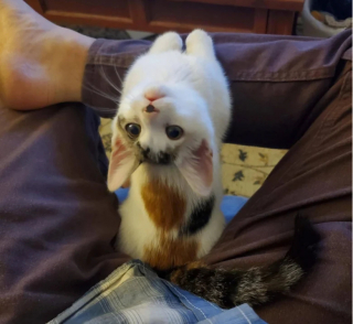 Illustration de l'article : 14 photos de chats et de chiens qui reflètent leur amour inconditionnel pour leurs maîtres