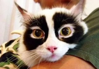 Illustration de l'article : 17 photos de chats et de chiens aux pelages hors du commun