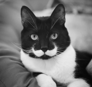 Illustration de l'article : 17 photos de chats et de chiens aux pelages hors du commun