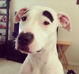 Illustration de l'article : 17 photos de chats et de chiens aux pelages hors du commun