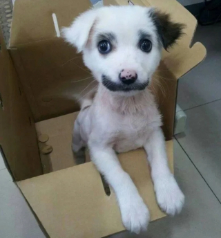 Illustration de l'article : 17 photos de chats et de chiens aux pelages hors du commun