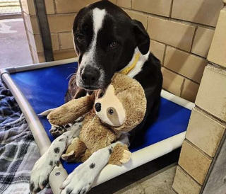 Illustration de l'article : Cette chienne compte sur son paresseux en peluche pour se consoler de son retour en refuge après 5 années dans une famille