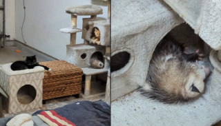 Illustration de l'article : Un homme crée un hôtel pour chats, mais un intrus d'une autre espèce s'y est invité (vidéo)