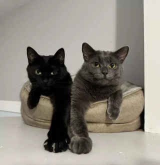 Illustration de l'article : 15 photos de chats dont la façon de vivre devrait inspirer les humains