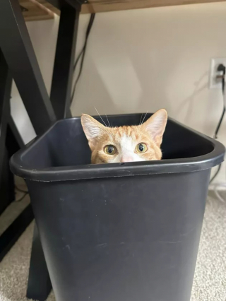 Illustration de l'article : 15 photos de chats dont la façon de vivre devrait inspirer les humains