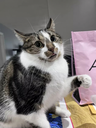 Illustration de l'article : 15 photos de chats dont la façon de vivre devrait inspirer les humains
