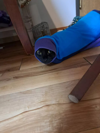 Illustration de l'article : 15 photos de chats dont la façon de vivre devrait inspirer les humains