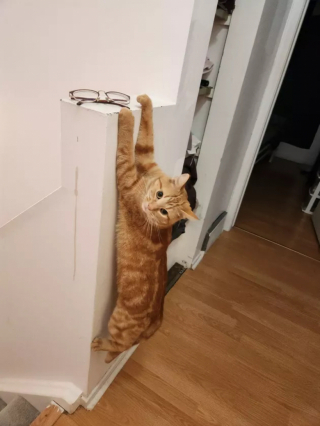 Illustration de l'article : 15 photos de chats dont la façon de vivre devrait inspirer les humains