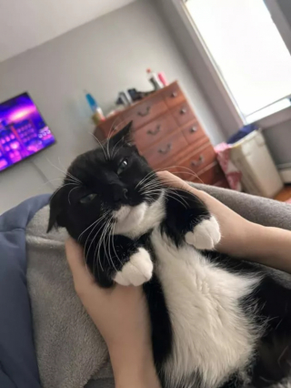 Illustration de l'article : 15 photos de chats dont la façon de vivre devrait inspirer les humains