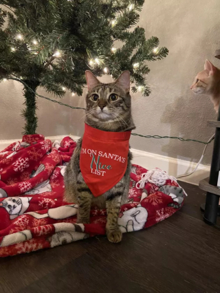 Illustration de l'article : 15 photos de chats dont la façon de vivre devrait inspirer les humains