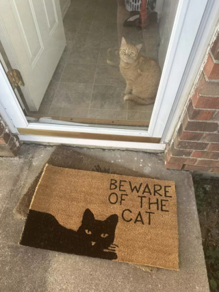Illustration de l'article : 15 photos de chats dont la façon de vivre devrait inspirer les humains