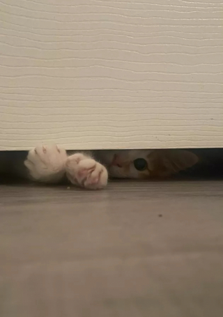 Illustration de l'article : 15 photos de chats dont la façon de vivre devrait inspirer les humains