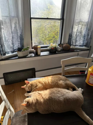 Illustration de l'article : 15 photos de chats dont la façon de vivre devrait inspirer les humains