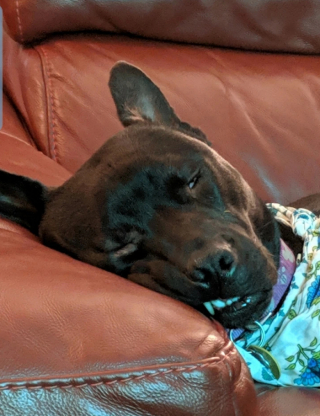 Illustration de l'article : 20 photos de chiens ayant oublié à quelle espèce ils appartiennent