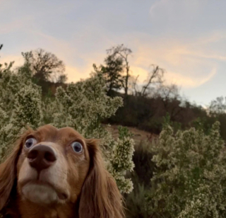 Illustration de l'article : 20 photos de chiens ayant oublié à quelle espèce ils appartiennent