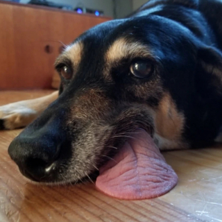 Illustration de l'article : 20 photos de chiens ayant oublié à quelle espèce ils appartiennent
