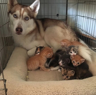 Illustration de l'article : 20 photos de chiens ayant oublié à quelle espèce ils appartiennent