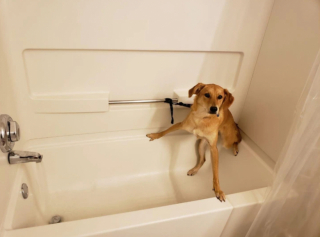 Illustration de l'article : 20 photos de chiens ayant oublié à quelle espèce ils appartiennent