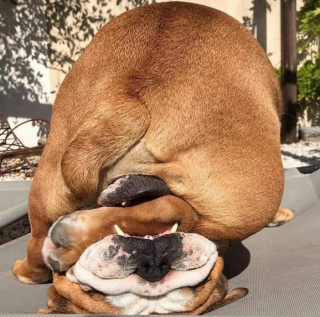 Illustration de l'article : 20 photos de chiens ayant oublié à quelle espèce ils appartiennent