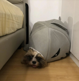 Illustration de l'article : 20 photos de chiens ayant oublié à quelle espèce ils appartiennent