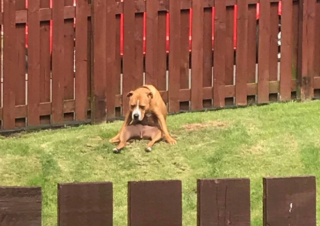 Illustration de l'article : 20 photos de chiens ayant oublié à quelle espèce ils appartiennent