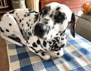 Illustration de l'article : 20 photos de chiens ayant oublié à quelle espèce ils appartiennent