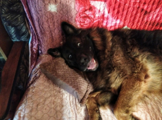 Illustration de l'article : 20 photos de chiens ayant oublié à quelle espèce ils appartiennent
