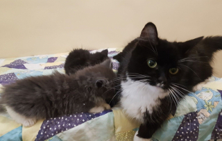 Illustration de l'article : Alors qu'il ne devait adopter qu'une chatte et un chaton, il décide d'adopter toute la famille