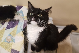 Illustration de l'article : Alors qu'il ne devait adopter qu'une chatte et un chaton, il décide d'adopter toute la famille