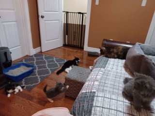 Illustration de l'article : Alors qu'il ne devait adopter qu'une chatte et un chaton, il décide d'adopter toute la famille