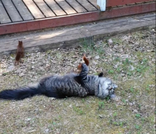 Illustration de l'article : Ce chat réagit de manière amicale lorsque 3 écureuils roux s'approchent de lui (vidéo)
