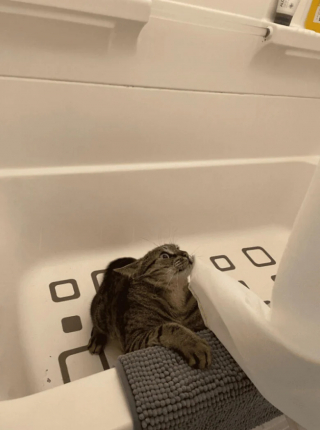 Illustration de l'article : 18 photos de chats et de chiens dont le comportement sort de l’ordinaire