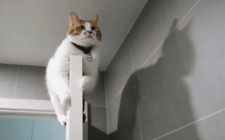 Illustration de l'article : 18 photos de chats et de chiens dont le comportement sort de l’ordinaire
