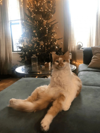 Illustration de l'article : 18 photos de chats et de chiens dont le comportement sort de l’ordinaire