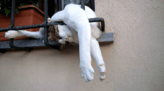 Illustration de l'article : 18 photos de chats et de chiens dont le comportement sort de l’ordinaire