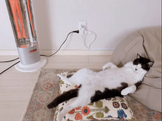 Illustration de l'article : 18 photos de chats et de chiens dont le comportement sort de l’ordinaire
