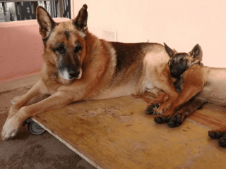 Illustration de l'article : 18 photos de chats et de chiens dont le comportement sort de l’ordinaire