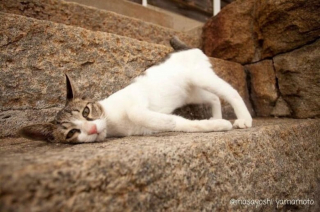 Illustration de l'article : 18 photos de chats et de chiens dont le comportement sort de l’ordinaire