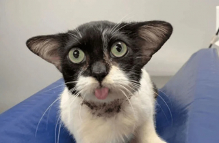 Illustration de l'article : 18 photos de chats et de chiens dont le comportement sort de l’ordinaire