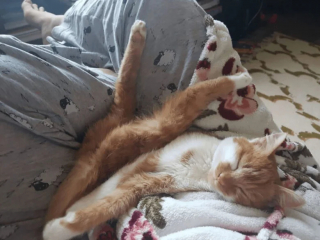 Illustration de l'article : 18 photos de chats et de chiens dont le comportement sort de l’ordinaire