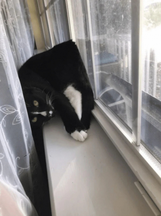 Illustration de l'article : 18 photos de chats et de chiens dont le comportement sort de l’ordinaire