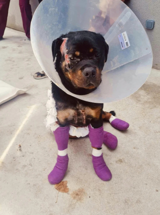 Illustration de l'article : Jugé pour acte de cruauté envers un animal domestique, l’ancien propriétaire de ce Rottweiler maltraité est condamné à une peine de prison ferme