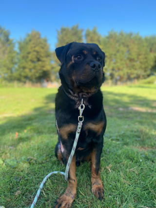 Illustration de l'article : Jugé pour acte de cruauté envers un animal domestique, l’ancien propriétaire de ce Rottweiler maltraité est condamné à une peine de prison ferme